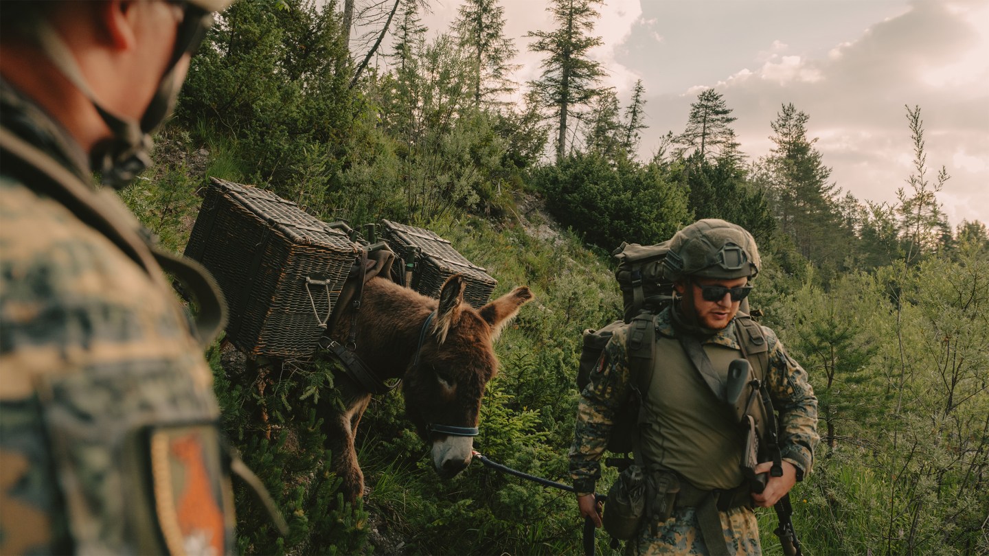 How drone-swerving donkeys are helping Austria’s military improve its stealth tactics