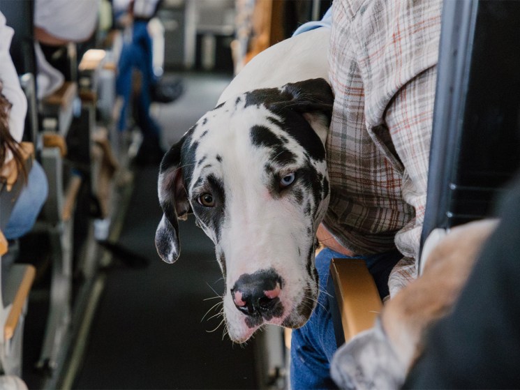 Pets on a plane: The speciality airline making travel possible with your furry companion
