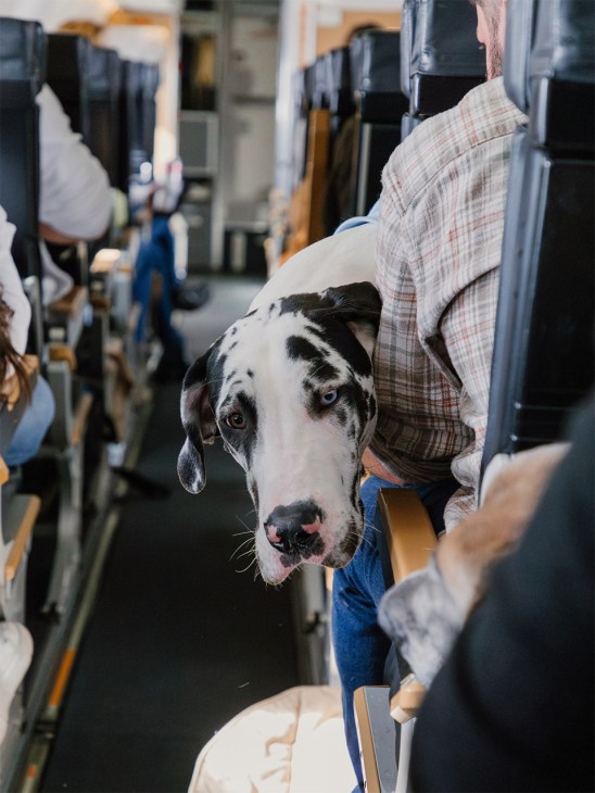 A dog in a seat on a RetrievAir plane