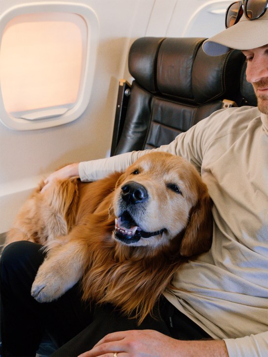 A golden retriever looking content on a RetrievAir flight