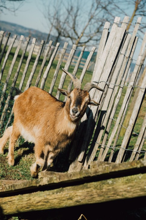 The Rheinwald goat
