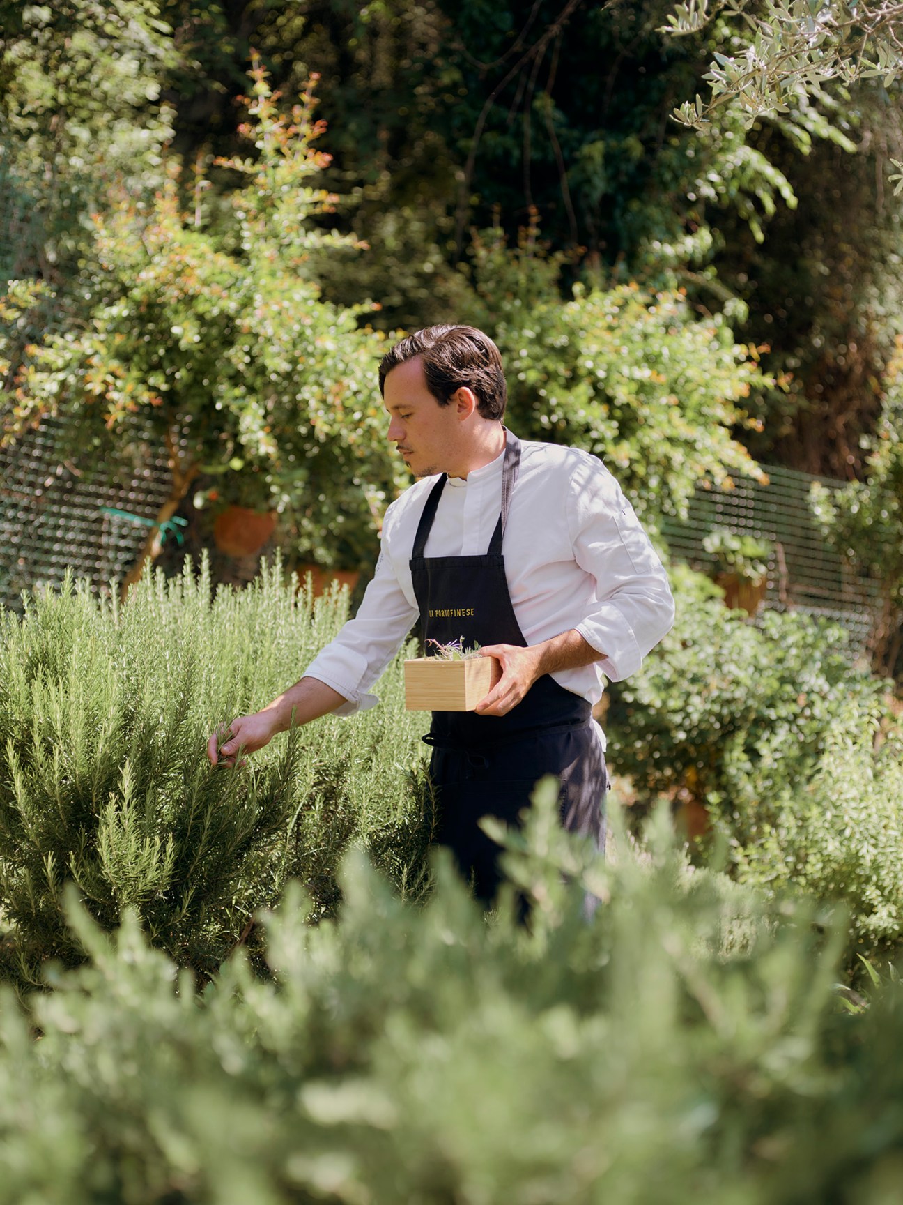 Hands picking fresh rosemary herbs from garden
