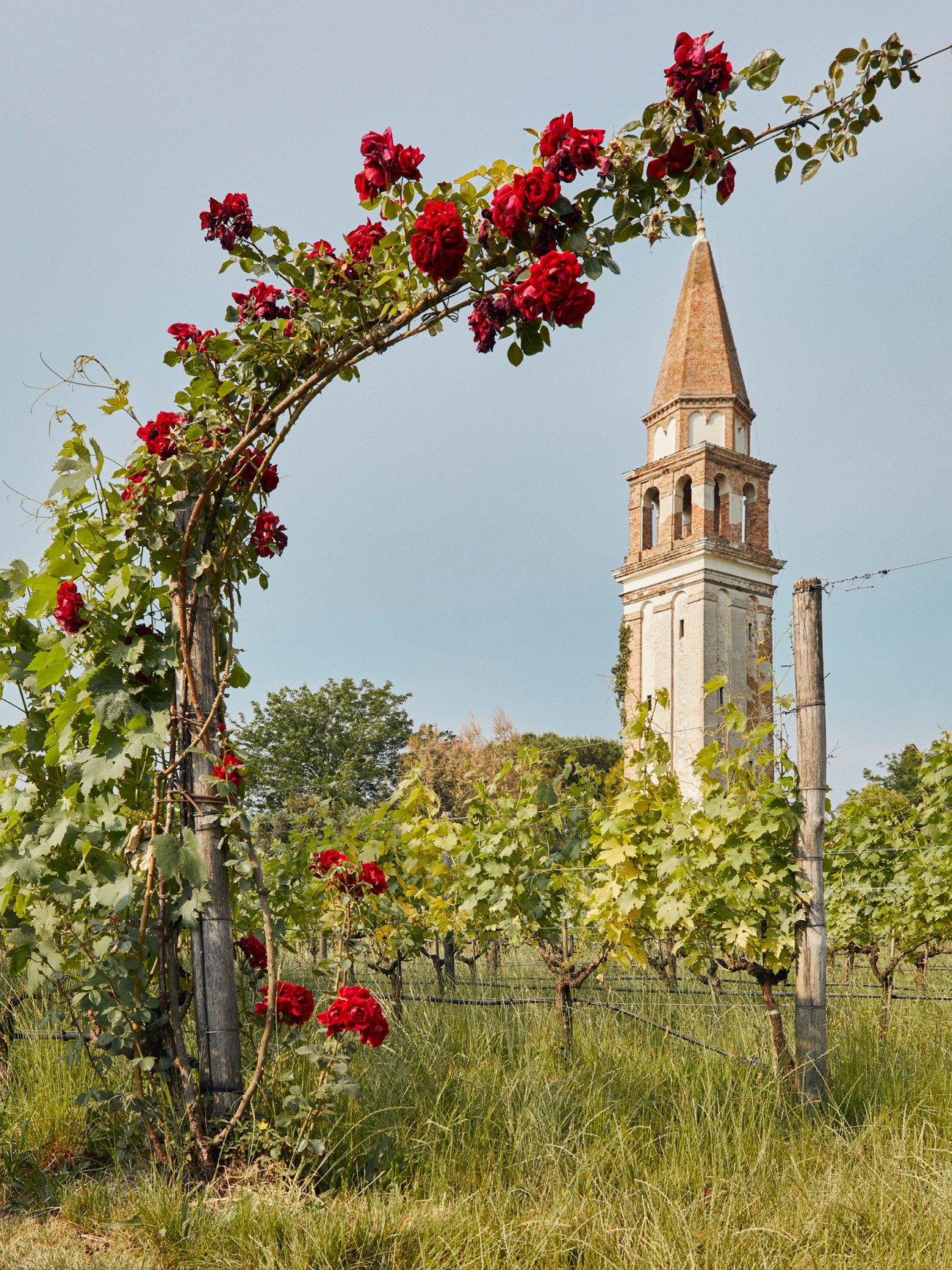 Red roses climbing over vineyard posts with a stone bell tower visible in the background