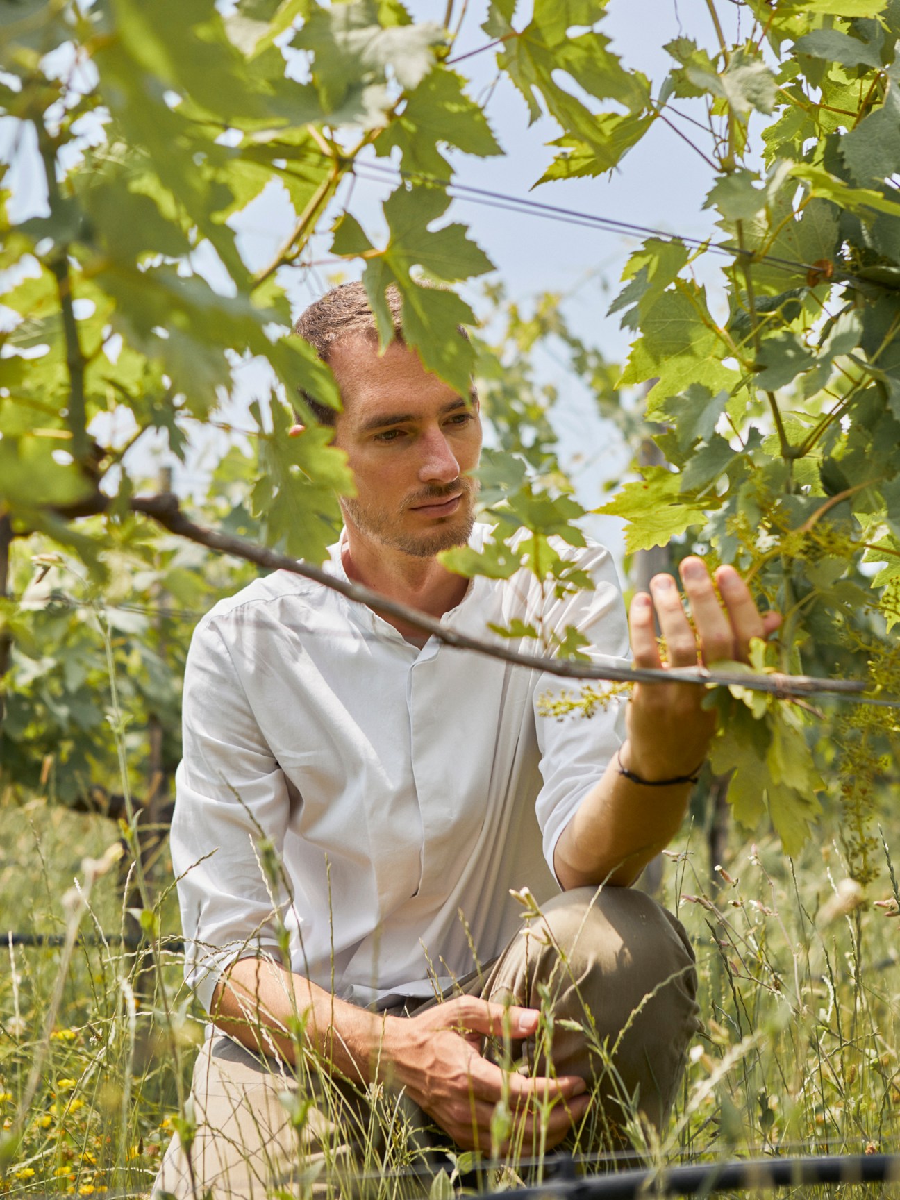 Owner Matteo Bisol examining grape vines in a vineyard surrounded by lush green foliage