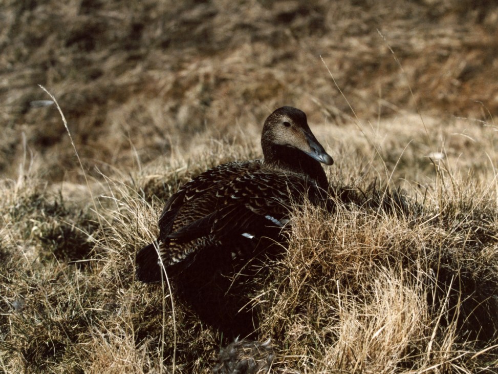 Mother eider duck sitting protectively on her nest with eggs visible beneath her in grassy terrain