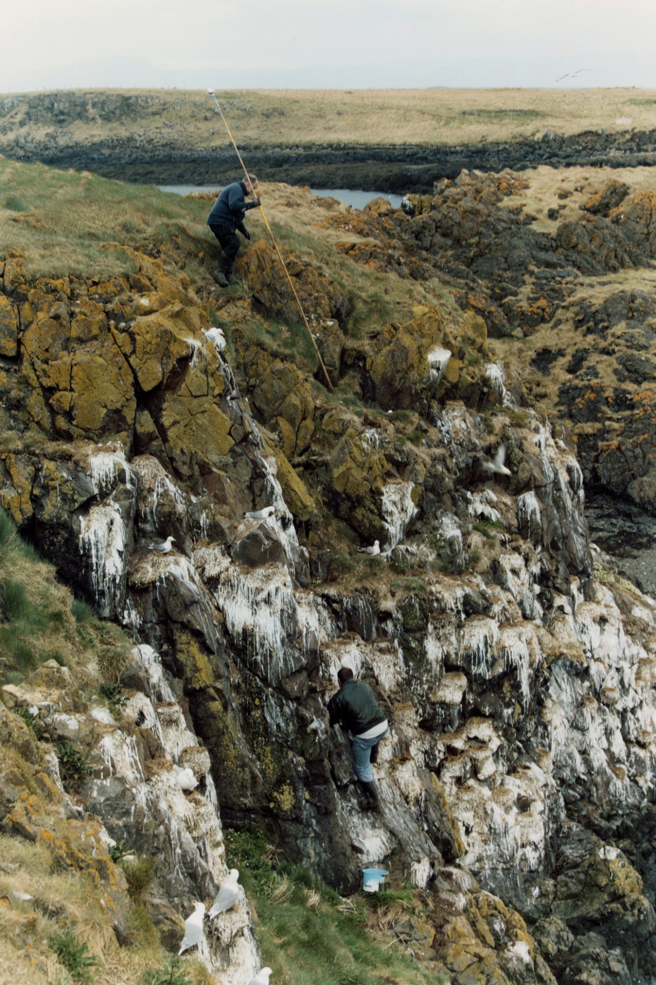 Two people working on a rocky coastal cliff covered in bird droppings with long poles to collect eiderdown