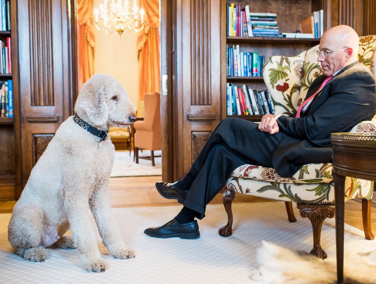 Meet the top dogs