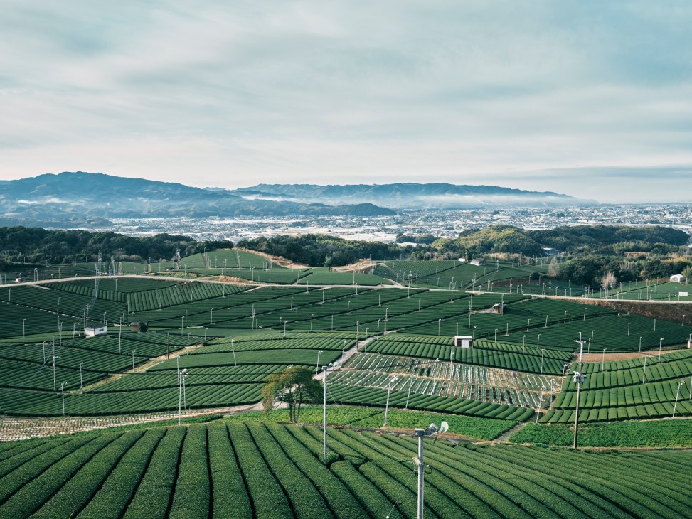 Aerial view of terraced green tea plantations with rows of tea bushes on rolling hills in Yame, Japan