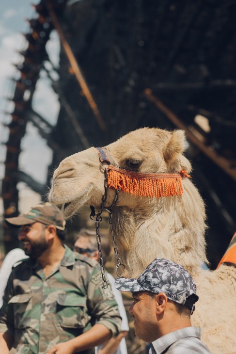 Camel with decorative orange halter standing near soldiers in camouflage uniforms