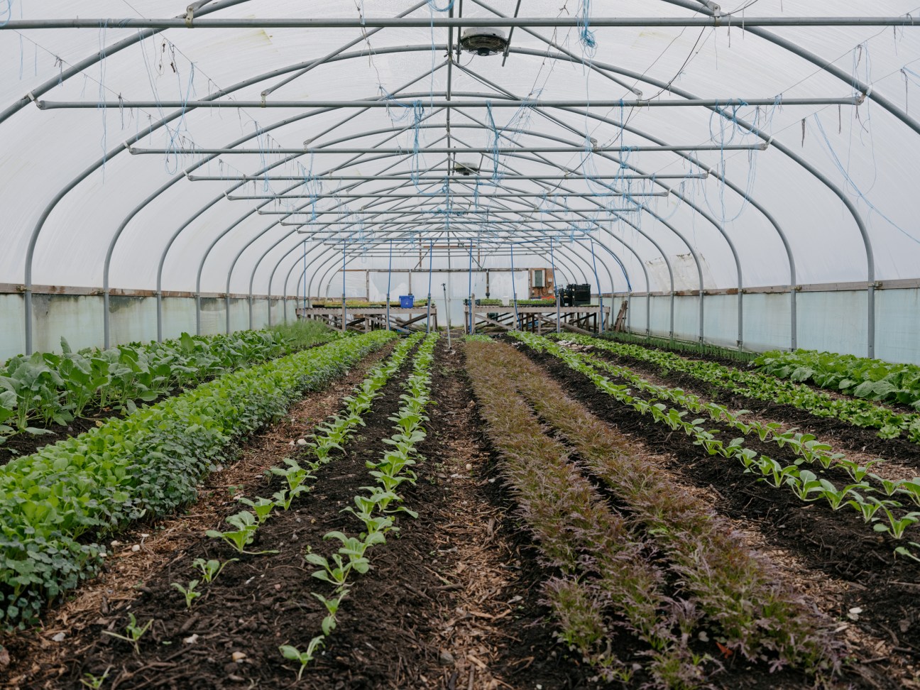 Fresh produce at The Free Company