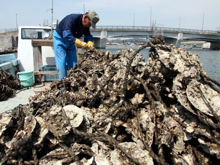 Helping hand- oysters