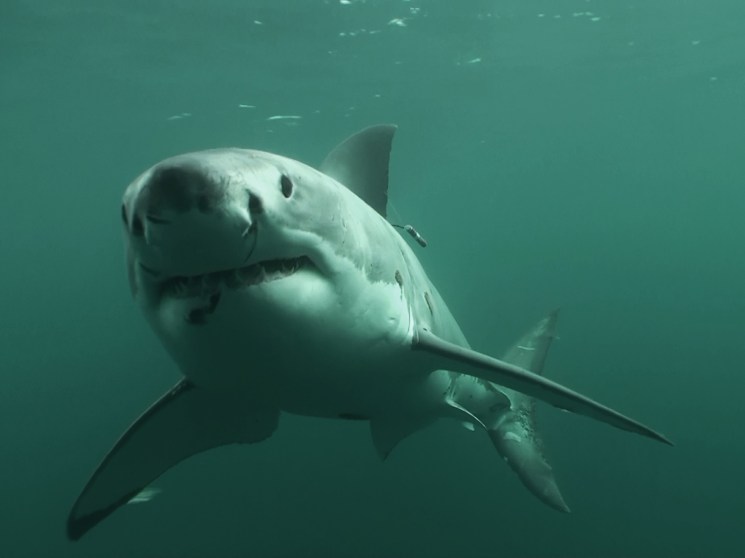 Great white hope