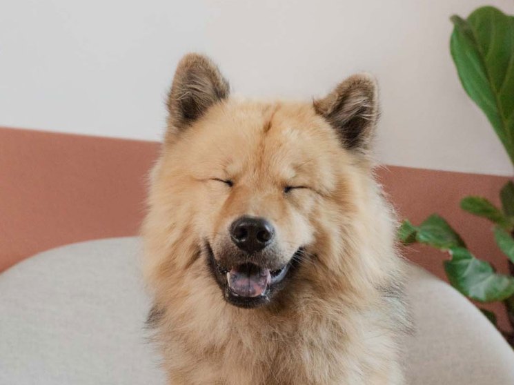 Linus, a two-year-old Eurasier dog from London, sitting attentively with eyes closed and mouth slightly open