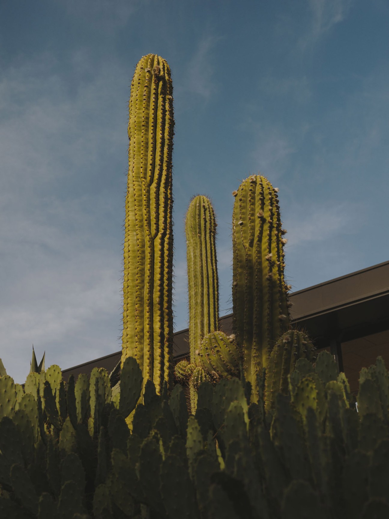 Tall columnar cacti with yellow-green spines stand against a blue sky beside a brown building.