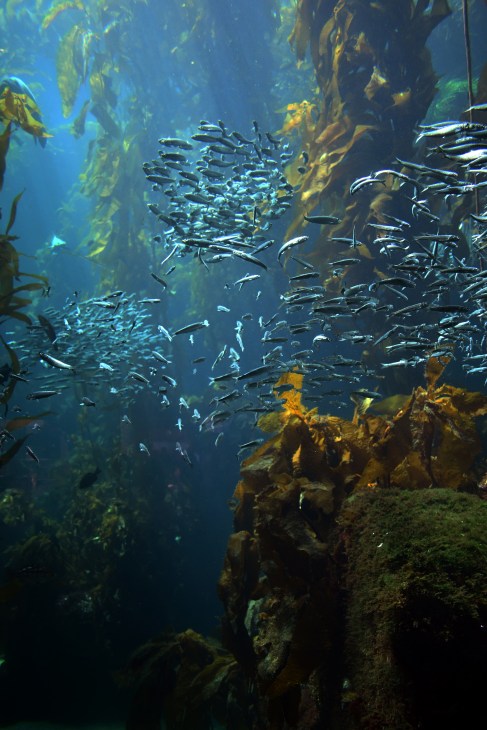 Underwater kelp forest with school of small fish swimming among brown seaweed fronds