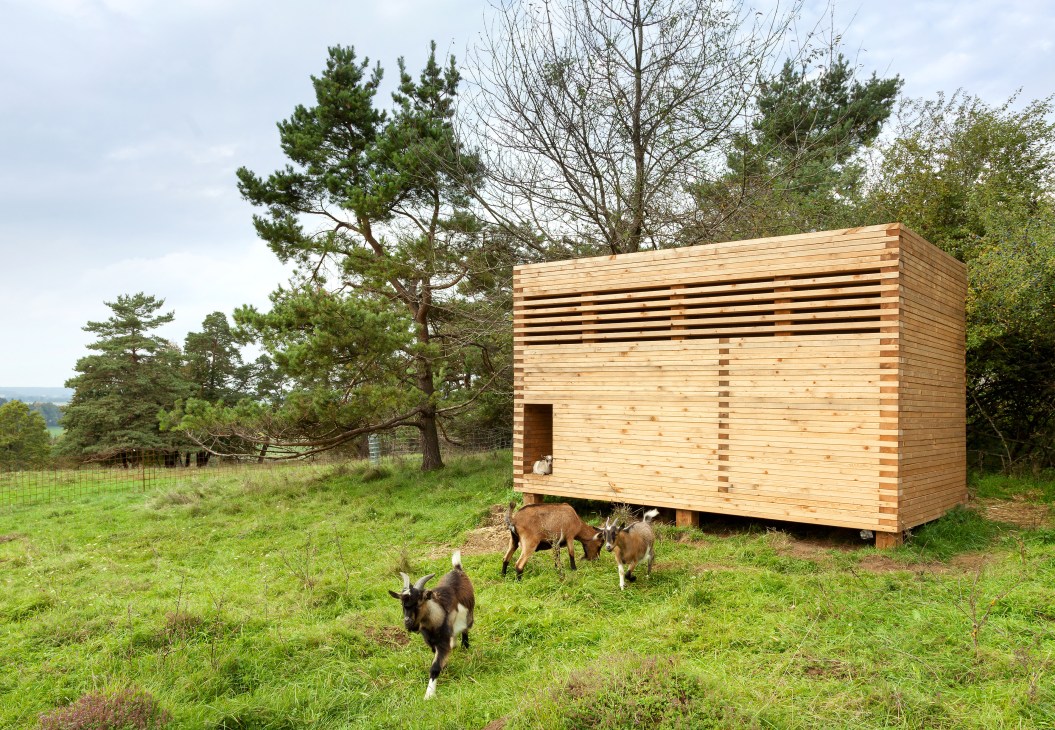 Pygmy goats grazing in a meadow beside a modern timber barn with horizontal slats and a raised entrance.
