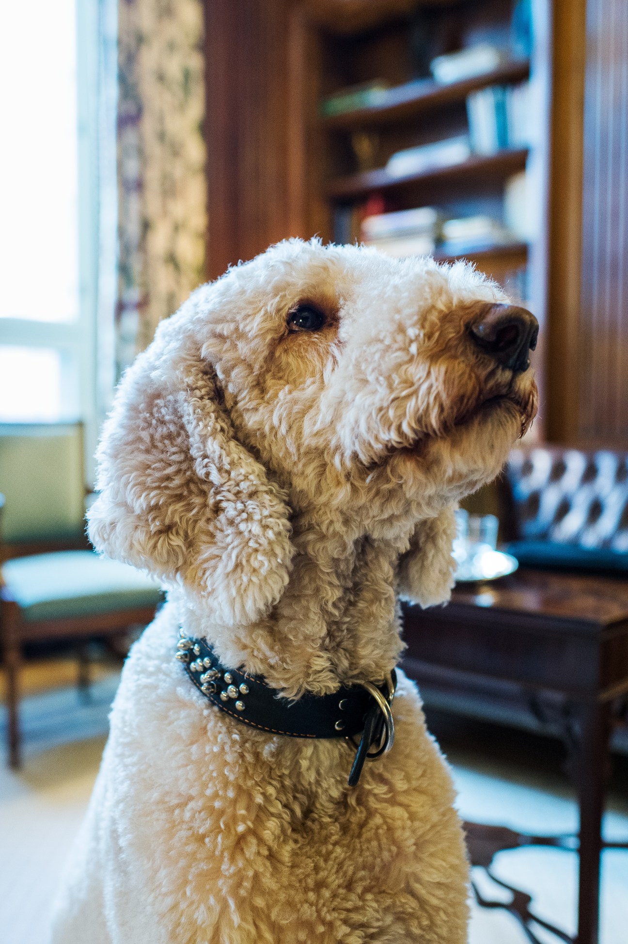 Deckard, a white standard poodle wearing a leather-studded Harley-Davidson collar, sits indoors.