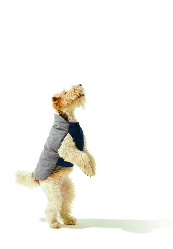 Small dog wearing a grey and navy quilted coat standing on hind legs.