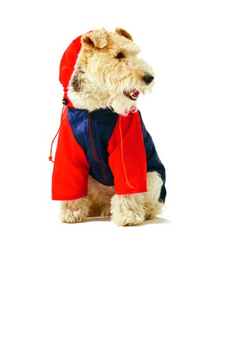Terrier wearing red nylon raincoat with hood and raglan sleeves from Wagwear.