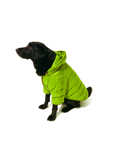 Black dog wearing a bright lime green quilted puffer jacket with hood.
