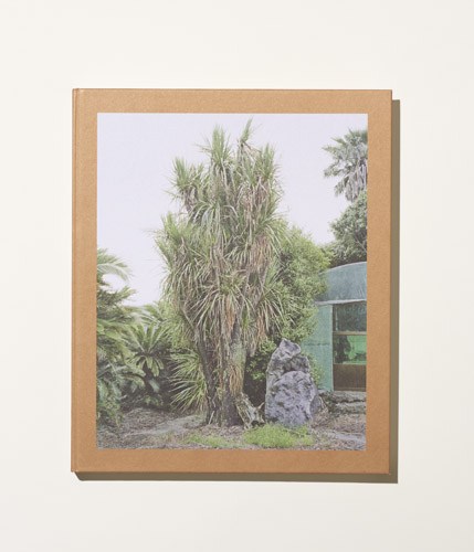 Framed photograph of a tall palm tree with tangled vegetation and rocky terrain in Jeju Island landscape.