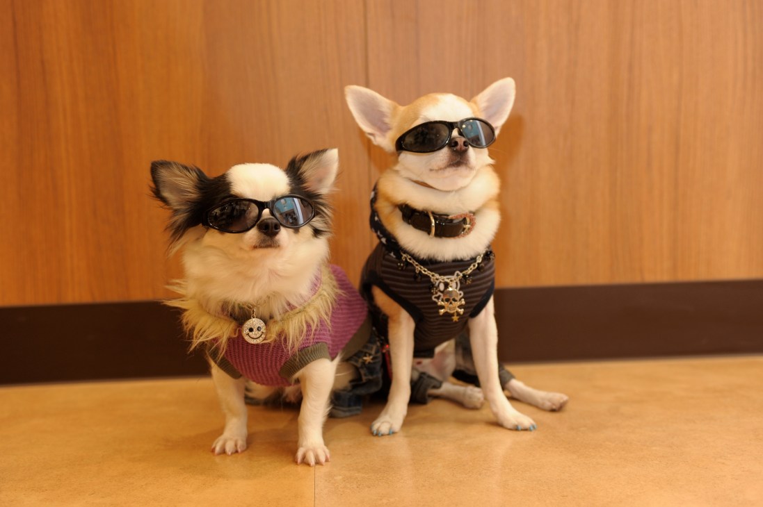 Two small dogs wearing sunglasses and fashionable outfits pose against a wooden background.