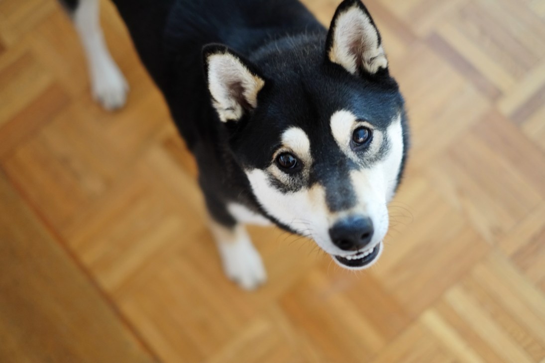 Herman, a black and white Shiba Inu, sits on a wooden floor looking up at the camera.