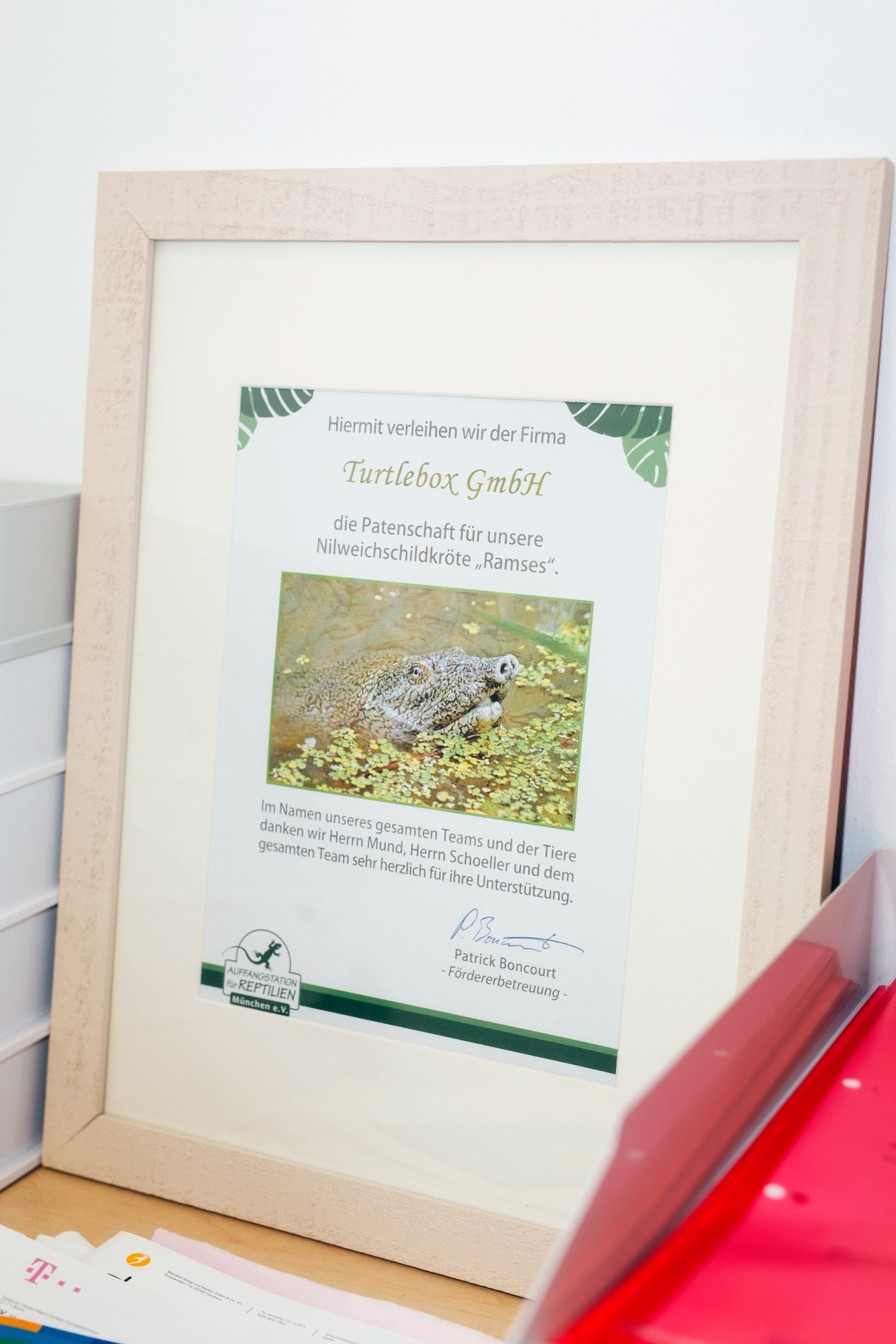 Framed portrait of Ramis, a softshell turtle adopted by Turtlebox through a Munich charity.