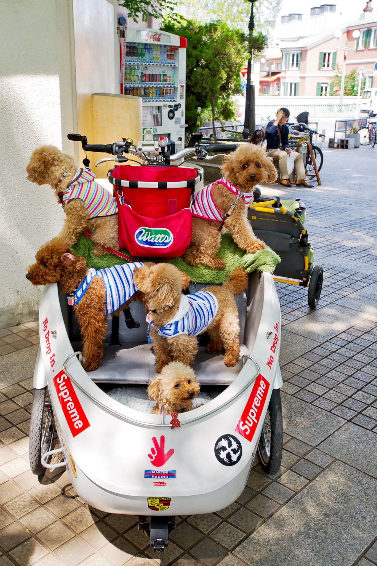 Multiple small brown dogs wearing colorful striped shirts sit in a white cargo bike with red and green branding on a Copenhagen street.