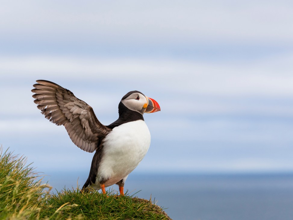 A puffin with wings outstretched stands on grassy ground overlooking the ocean.