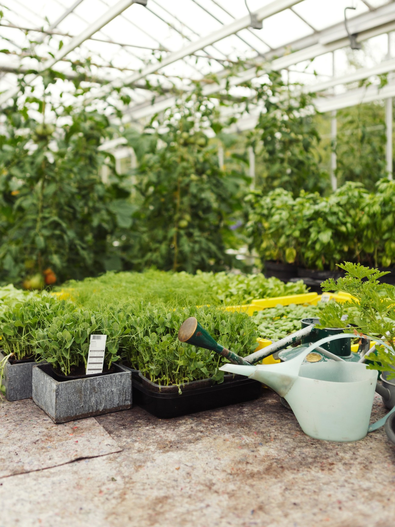 Seedlings in pots and gardening tools inside a greenhouse at De Kas restaurant's nursery.