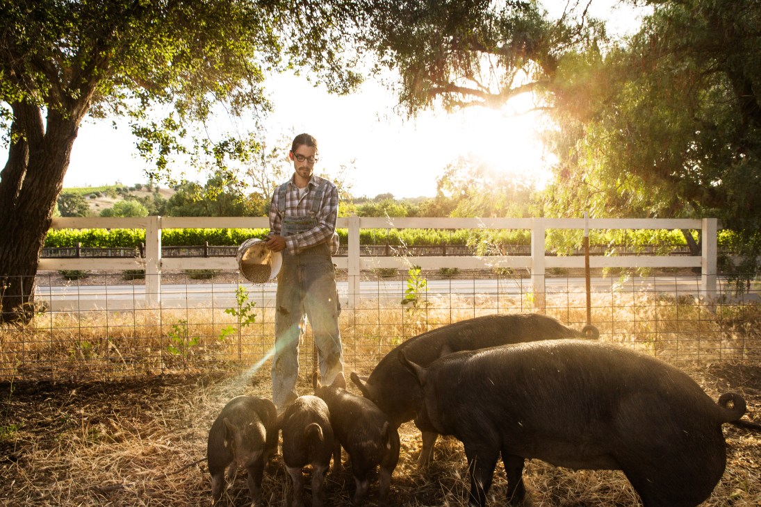 Jake O Francis feeds a group of dark heritage-breed pigs in a paddock at Valley Piggery in Santa Ynez, California.