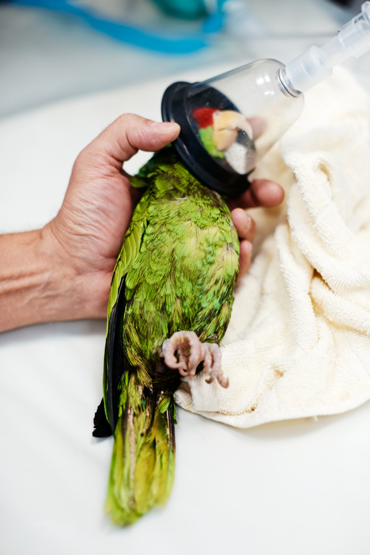 A veterinarian's hand holds a green Amazon parrot wrapped in a white towel during examination.