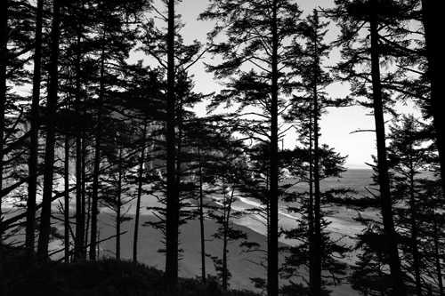 Silhouetted tall trees in Pacific Northwest forest with water visible in background.