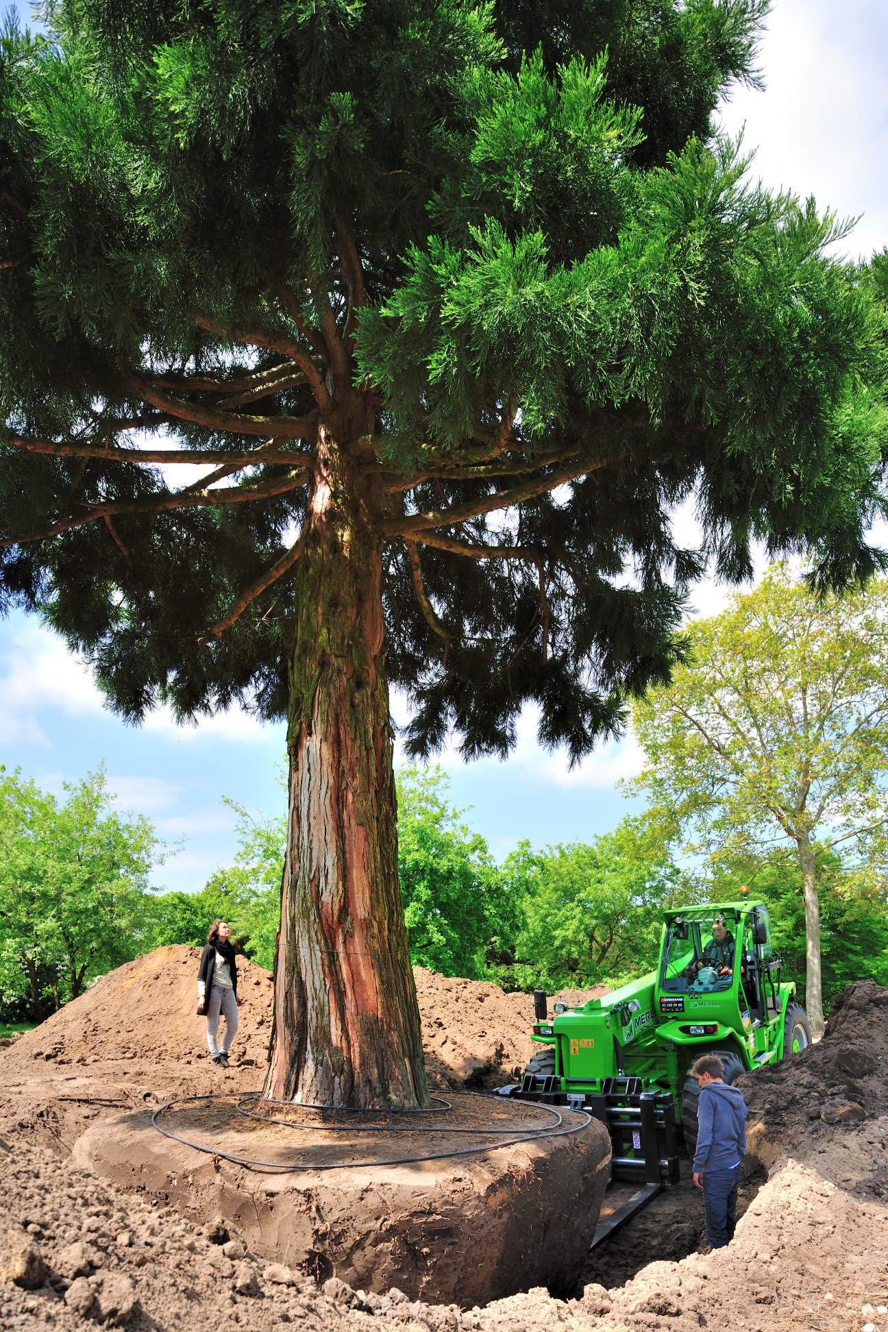 A large mature tree with exposed root ball being relocated by green machinery and workers at a nursery.