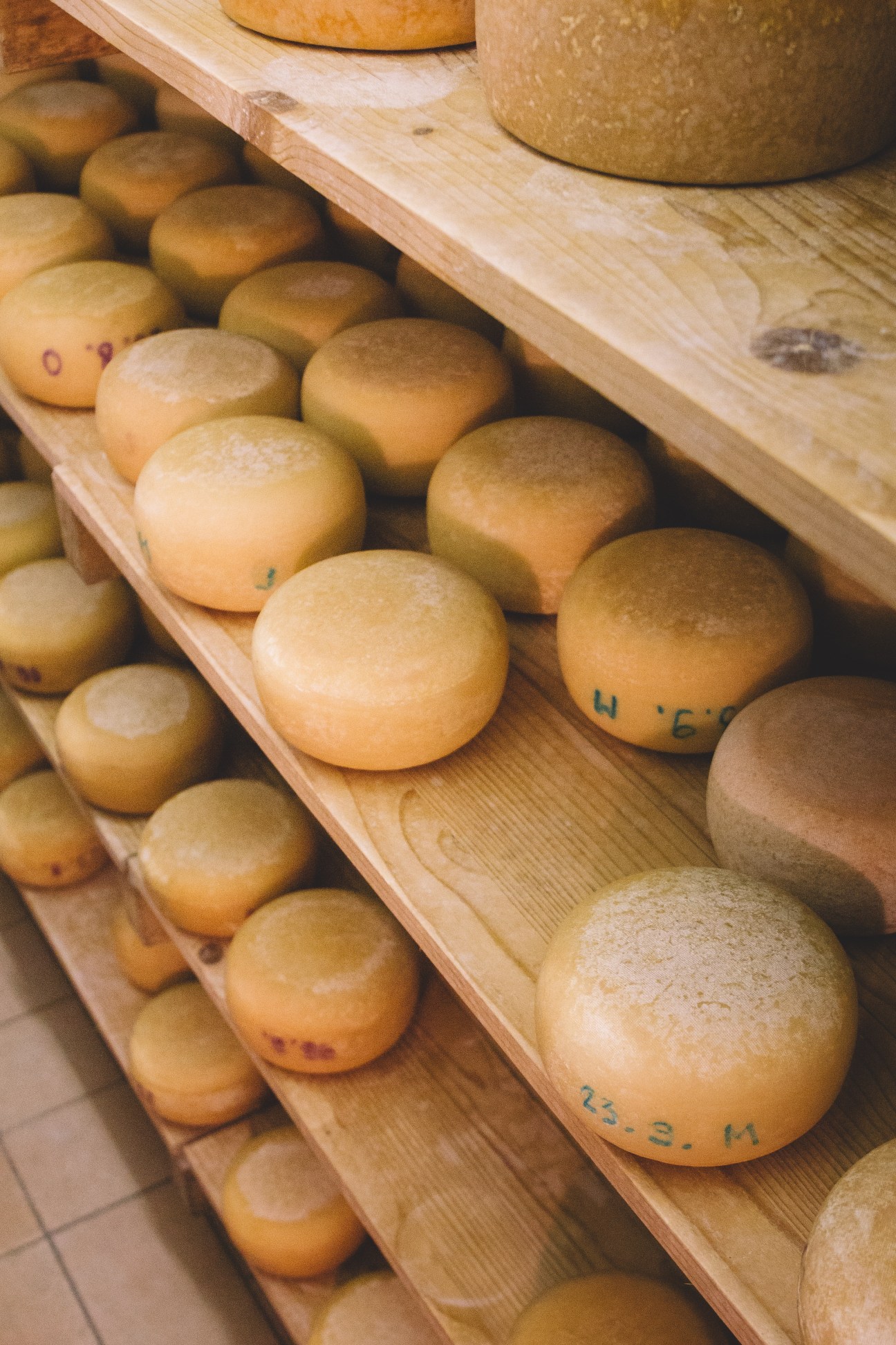 Rounds of aging goat's cheese on wooden shelves at Sirarstvo Oresnik dairy in Slovenia.