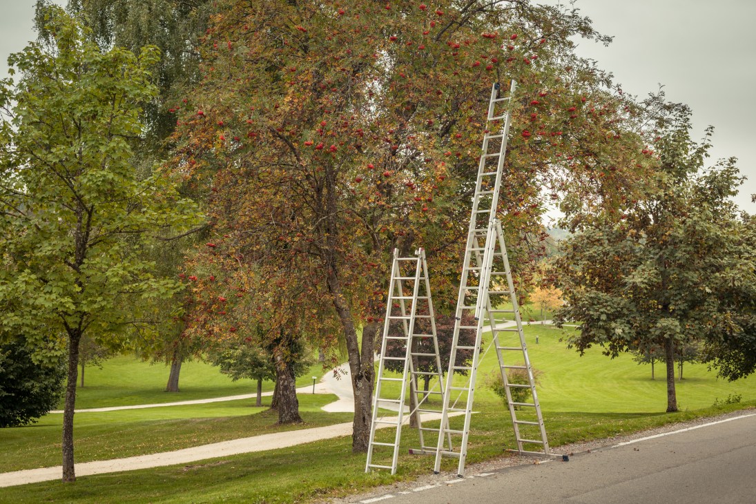 Wooden ladders lean against fruit trees with red apples in an orchard during autumn.
