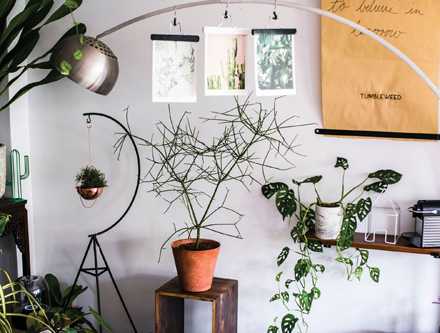 Indoor plant shop display with hanging plants, ceramic pots, and botanical accessories on white walls.