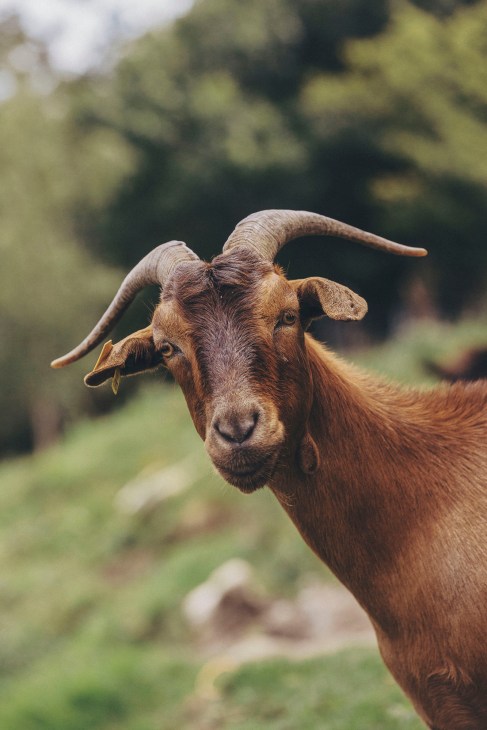 Brown goat with curved horns looking at camera in rural field setting