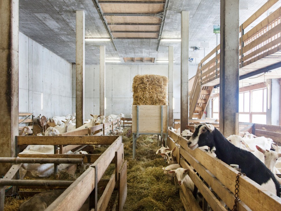 Goats in a modern barn with concrete pillars, wooden railings, hay feeders, and natural light from skylights at Metzler dairy farm.