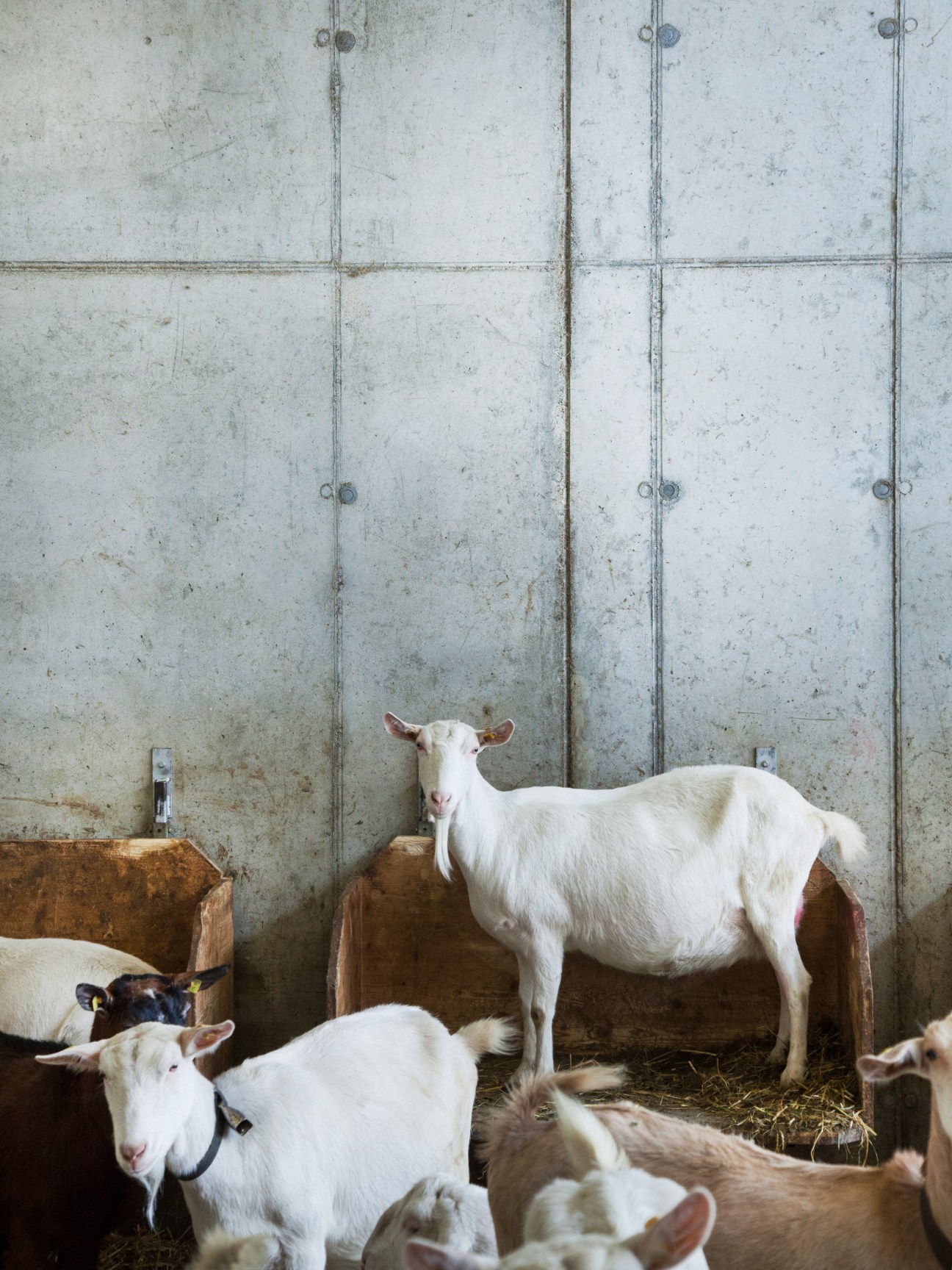 White and brown goats in a modern barn with concrete walls and wooden feeding troughs.