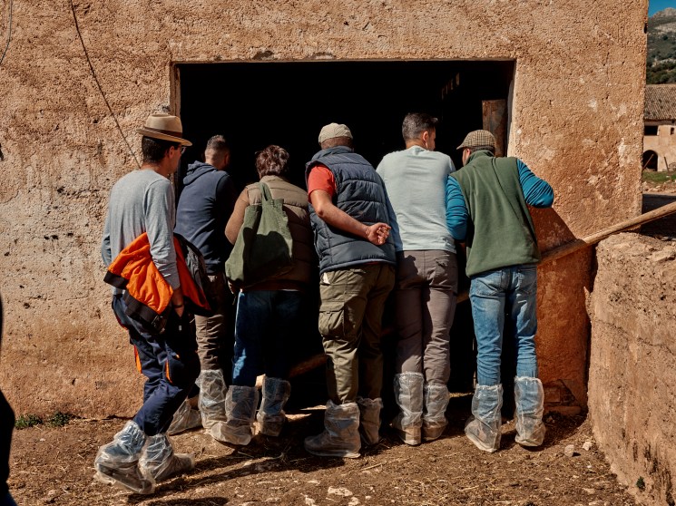 Shepherding instructor Covadonga Miralles standing with students in a barn filled with sheep running in circles