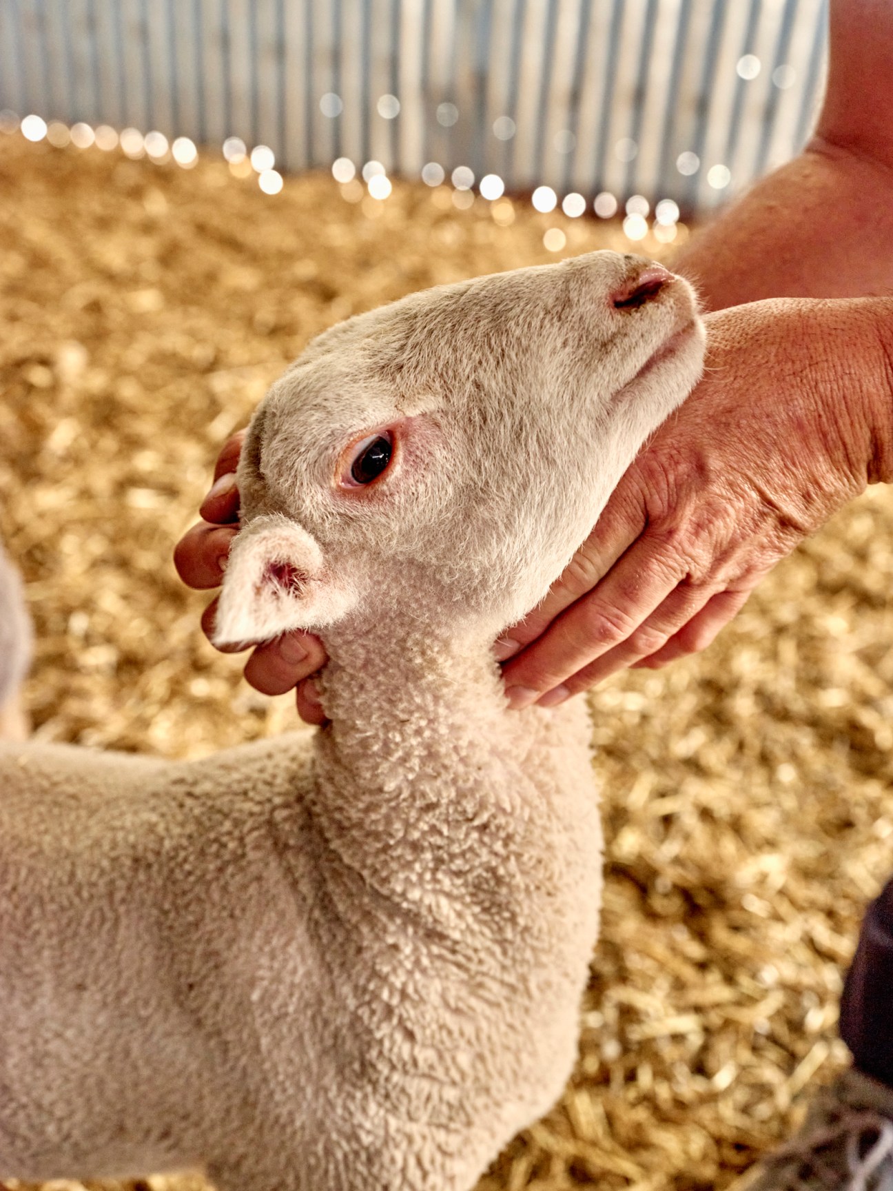 A person's hands gently cupping the face of a young sheep in a barn with straw on the ground