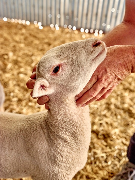 A person's hands gently cupping the face of a young sheep in a barn with straw on the ground