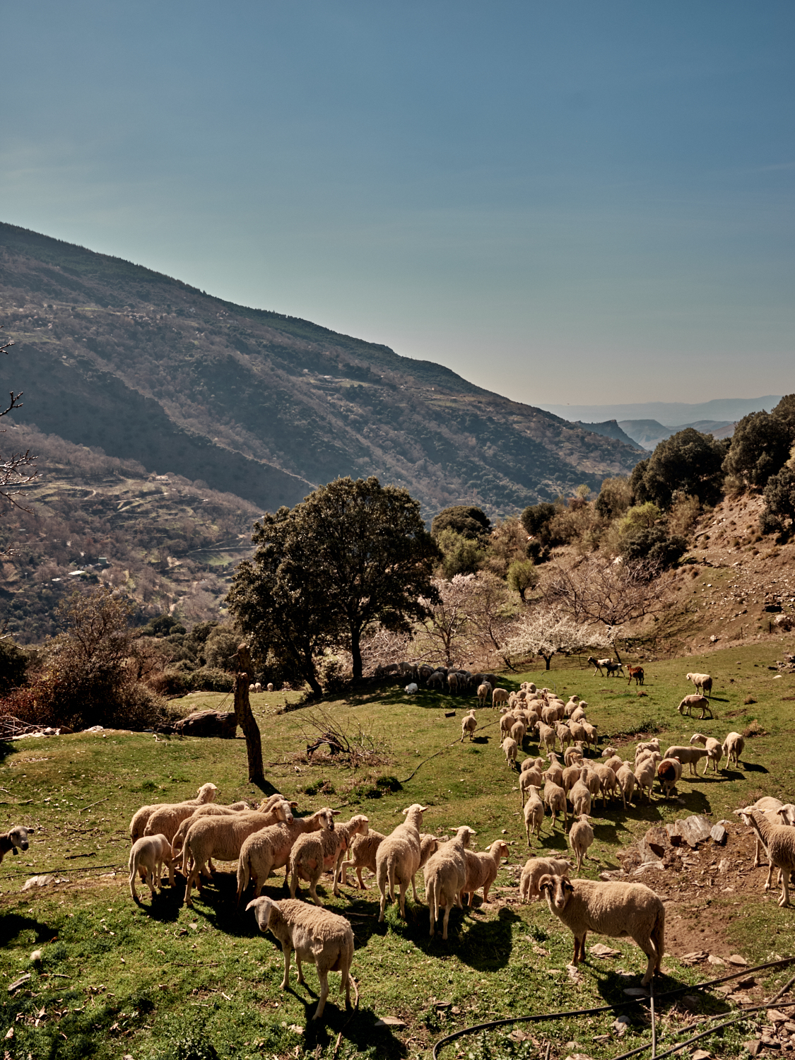 A flock of sheep grazing on green hillside pasture with scattered trees and mountainous landscape in background