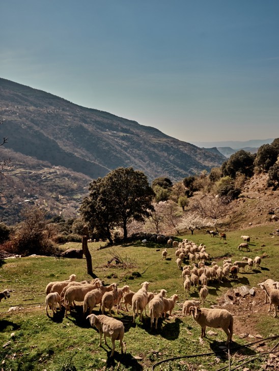 A flock of sheep grazing on green hillside pasture with scattered trees and mountainous landscape in background