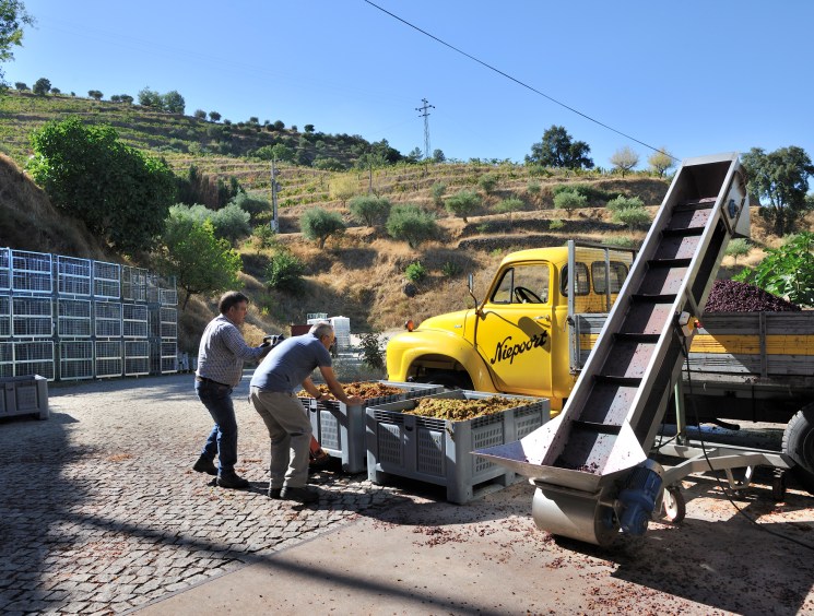 Two workers at a grape processing station with yellow Niepoort truck and conveyor belt during harvest