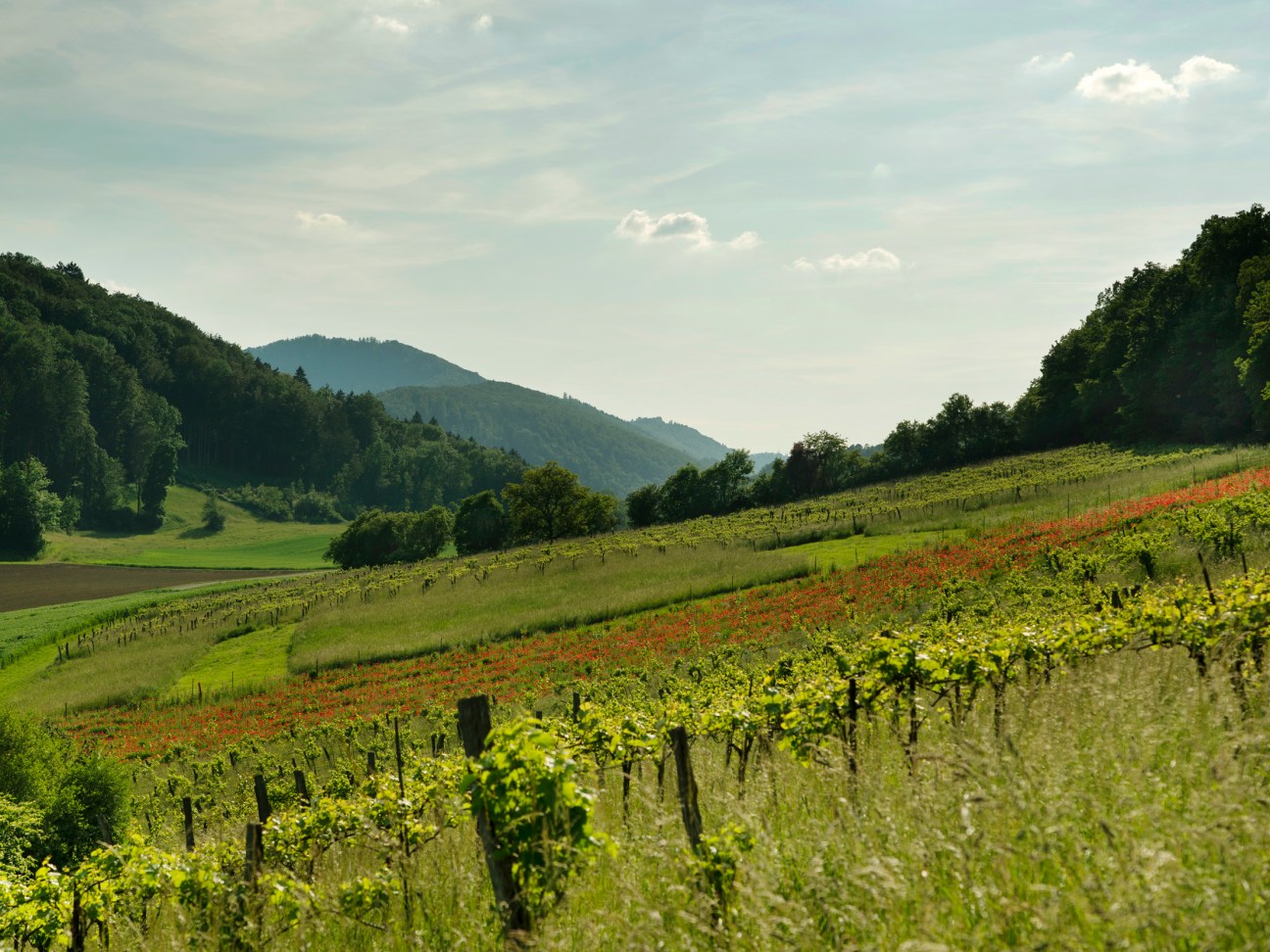 vines on a sunny day