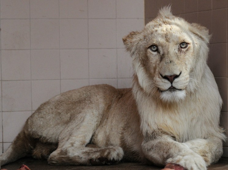 A lion with a light-colored mane sits in a corner against tiled walls, looking directly at the camera