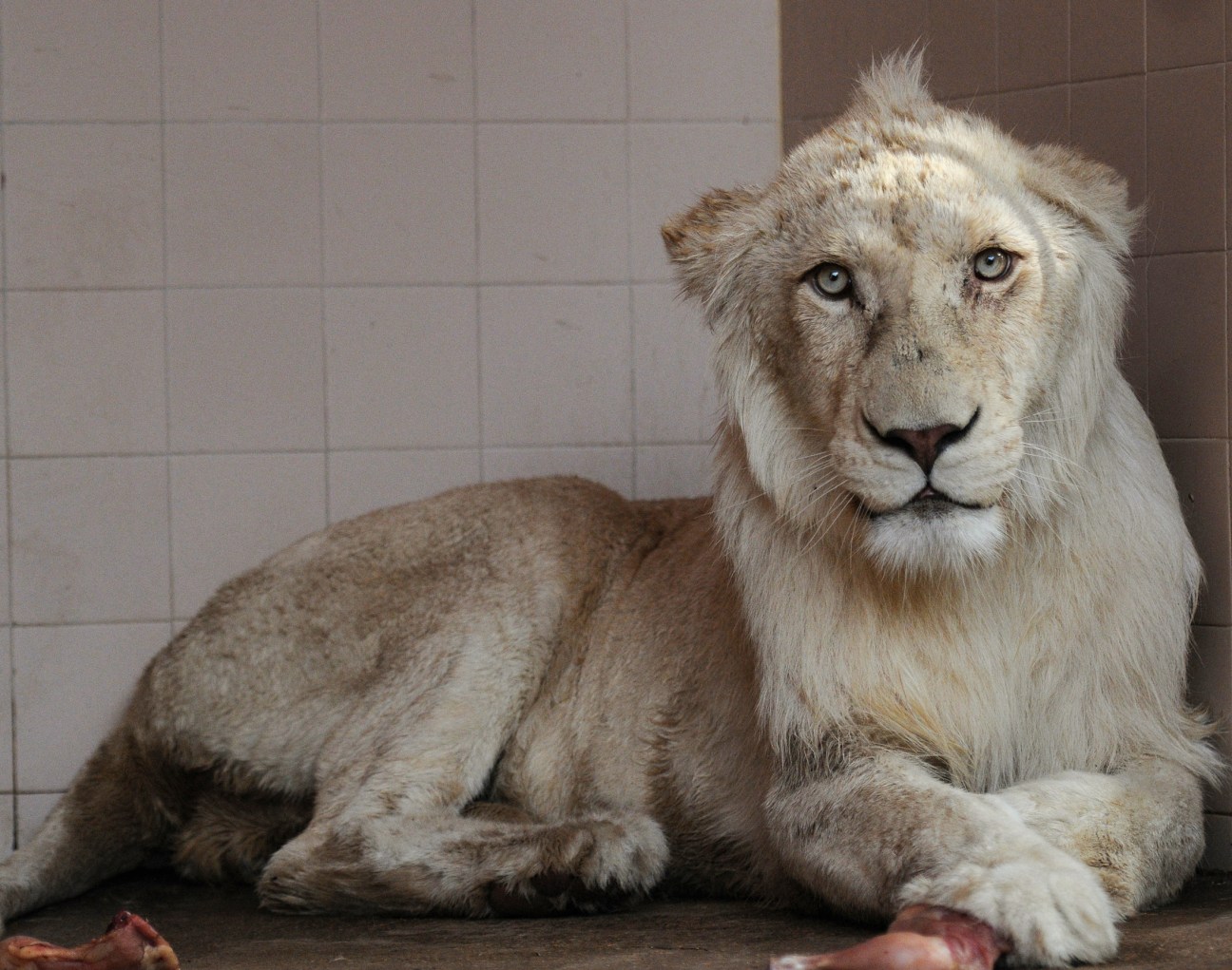 Lion walking along an urban road, illustrating the story of the escaped lion in Karachi
